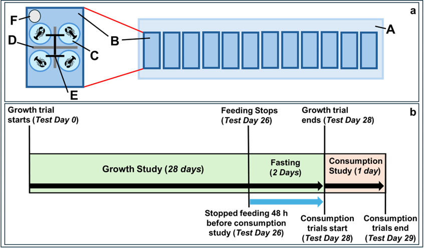 Alt Text: Diagram of the experimental set up and study timeline.