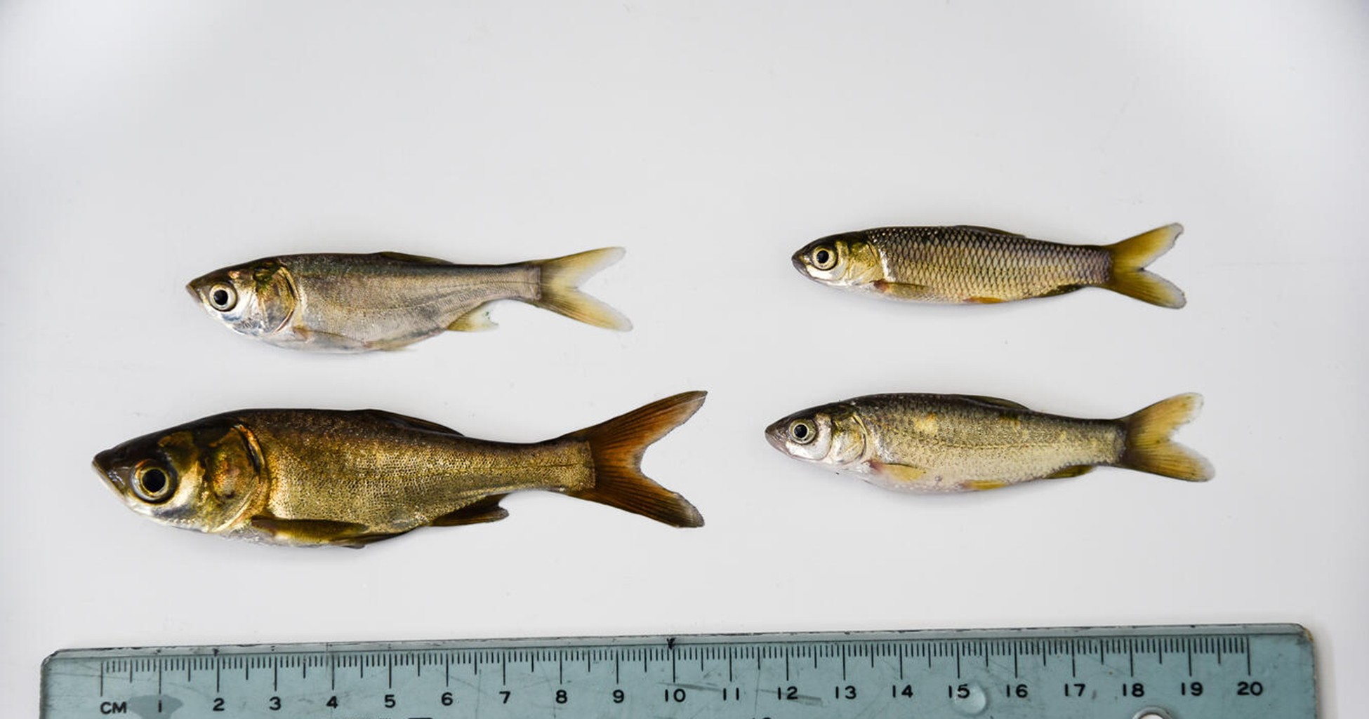 Juvenile carp species measurements