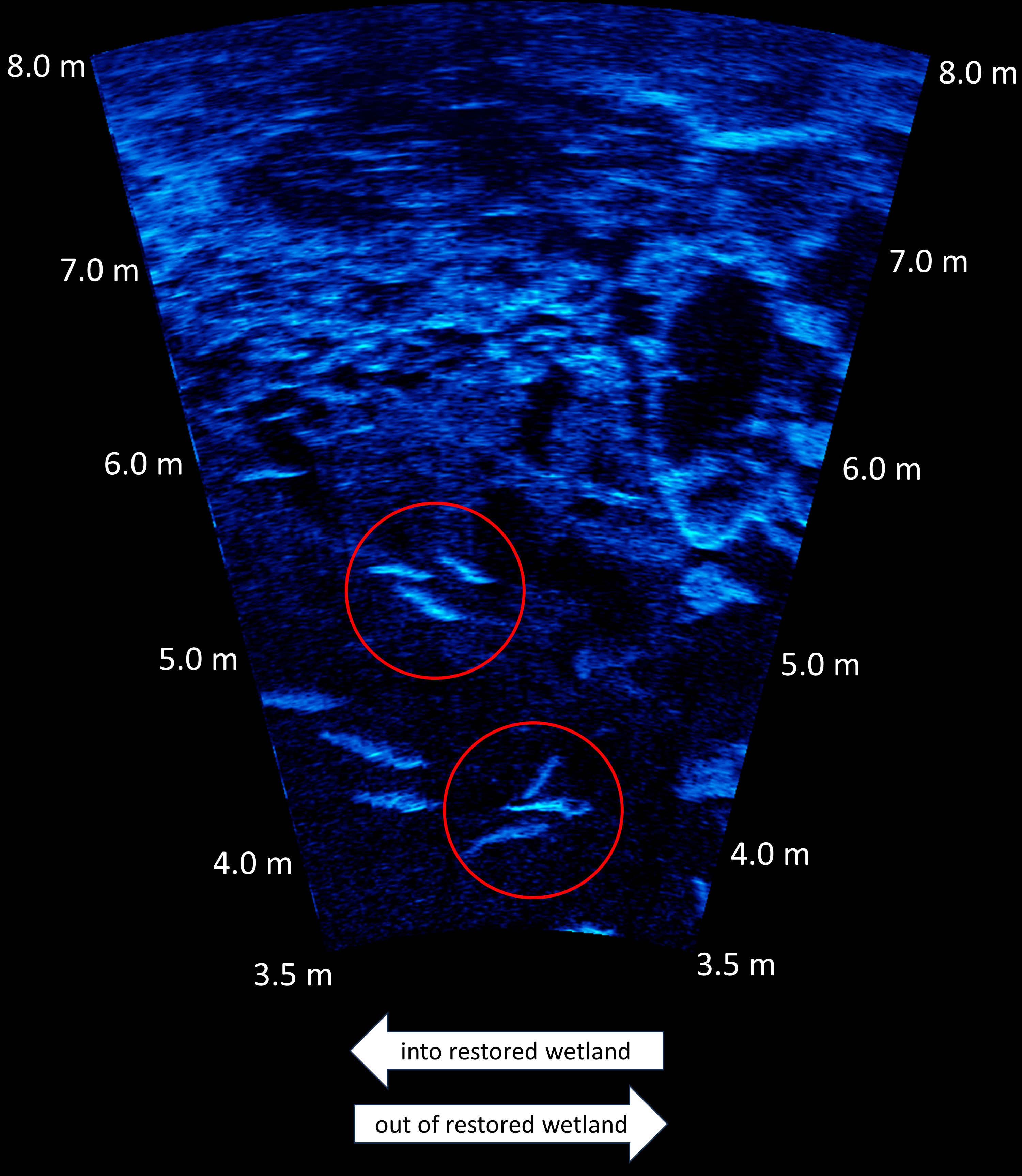 Many fish are visible in the water column connecting the restored wetland to Crane
                     Creek.