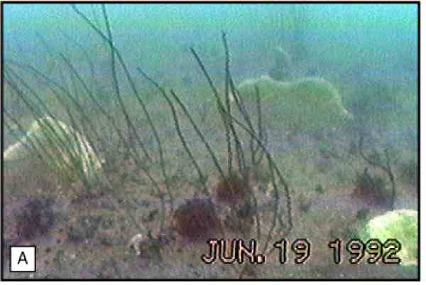 Figure 10A: The rock outcrops (marine hardbottoms) in the study area support a variety of or ganisms.