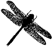 illustration of a dragon fly
