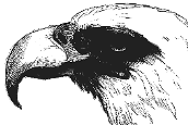 illustration of an eagle's head