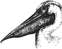 illustration of pelican's head