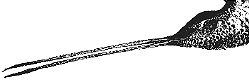 illustration of bird with dagger-like bill