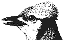 illustration of bird's head with chisel-like beak