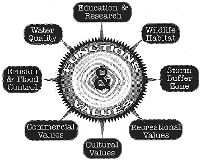 illustration showing wetland functions & values