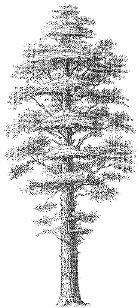 illustration of a tree
