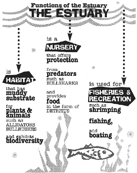 illustration of the functions of the estuary