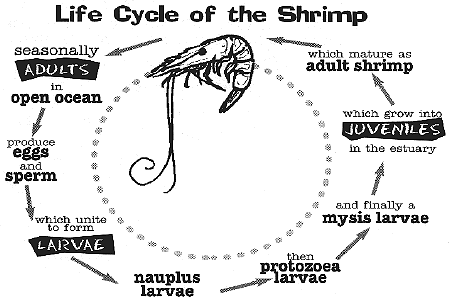 illustration of the life cycle of the shrimp