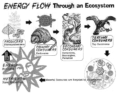 illustration of energy flow through an ecosystem