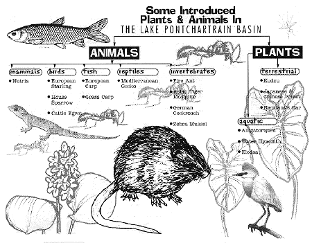 illustration of introduced plants and animals