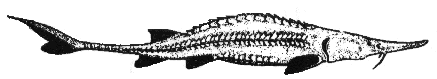 illustration of a gulf sturgeon