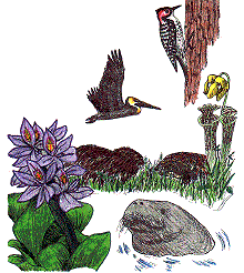 Illustration of some plants and animals of the basin