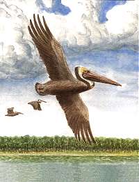 Painting of pelicans flying over the lake.