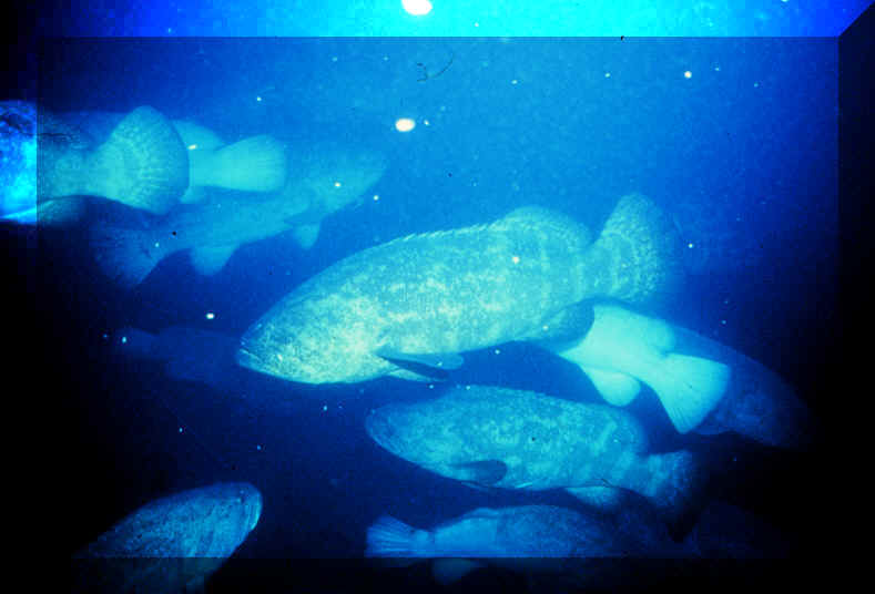jewfish spawning aggregation