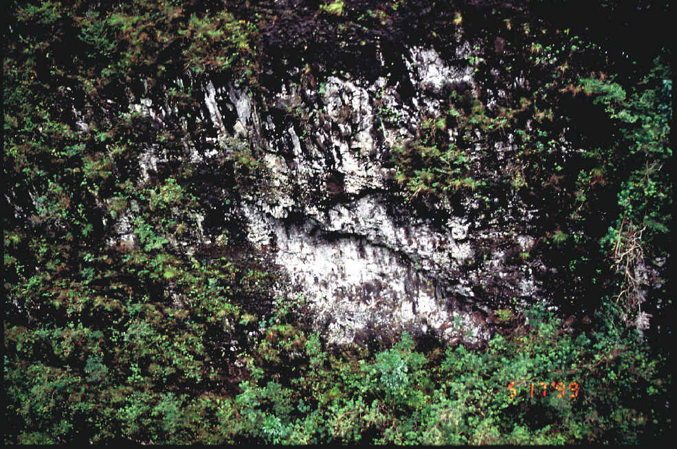 Figure 6. Fairly recent rock-fall scar on the wall of Kaluanui gulch.