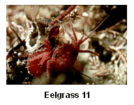 Eelgrass 10 - An amphipod scavenging on drift macroalgae in an eelgrass bed.