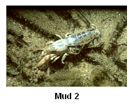 Mud 2 - Mud shrimp burrows up to 1 m deep into cohesive mud substrates