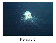 Pelagic 5 - Juvenile butterfish using the tentacles of lion's mane jellyfish for shelter.