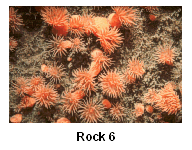 Rock 6 - Anenomes attached to boulder surfaces produce additional habitat complexity for small organisms.