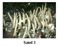 Sand 3 - A sponge, attached to buried cobbles, extends through the sand surface.
