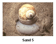 Sand 5 - A predatory moon snail, Lunatia heros, plows beneath the sediment surface in search of prey.
