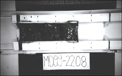 Figure 5.9.  Representative core photograph showing oyster layer in the bottom (section 6a) of core MD99-2208