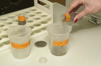 Pouring the supernatant liquid into plastic beakers.