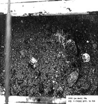 1908: (on deck) 28m sdy. clayey gravel to 4cm
