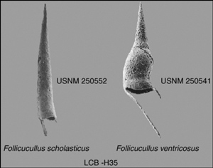Microphotographs of Radiolarian species holotypes