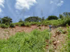 debris slide, 1-2 m deep on 35 degree slope in red colluvial soil