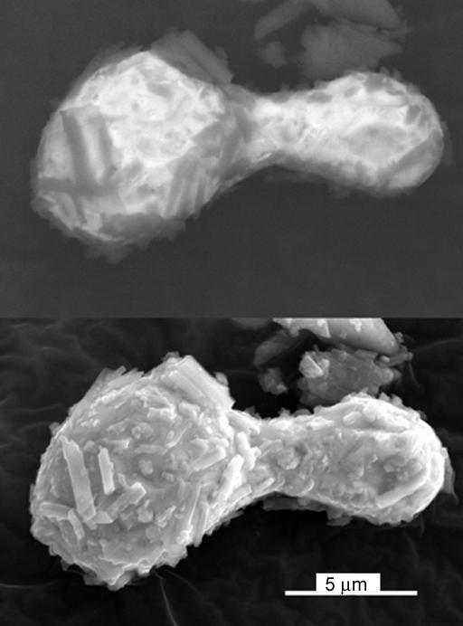 Backscattered electron (top) and secondary electron (bottom)  images of a bismuth-rich particle from sample 36.
