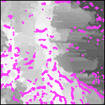 A 10 by 10 km detail of the estimated locations of contacts according to the analytic signal method (magenta)