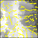 A 10 by 10 km detail of the estimated locations of contacts according to the local wavenumber method (yellow)