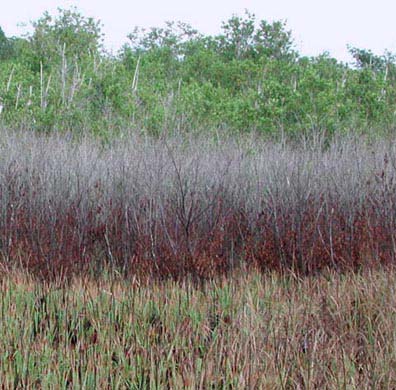 Marsh/Mangrove ecotone with hurricane, freeze and fire damage. 20 Sept 2001