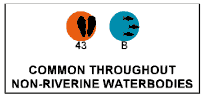 Common throughout non-riverine waterbodies: oysters/clams (43), marine fish (B).