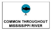 Common throughout Mississippi River: freshwater fish (A).