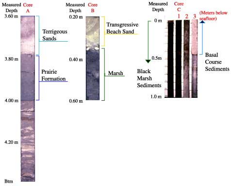 Three vibracores showing examples of sediments from the primary depositional environments that have constructed the Big Branch Shoreline and Bayou Lacombe areas.