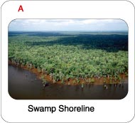 Picture of a Lake Maurepas swamp shoreline.