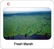 Picture of a Lake Maurepas fresh marsh.