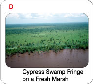 Picture of a Lake Maurepas cypress fringe on a fresh marsh.