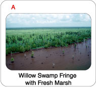 Picture of willow swamp fringe with fresh marsh. 