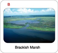 Picture of a brackish marsh on Lake Borgne.