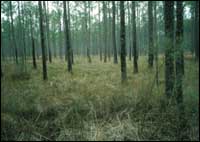 Slash pine-wiregrass habitat, Big Branch National Wildlife Refuge.