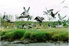 Brown Pelicans and Laughing Gulls on Plover Island, created with dredged material from Baptiste Collete Bayou, Bridfoot Delta (USACE).
