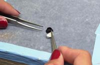 Remove capsule from stand with tweezers; link to larger image