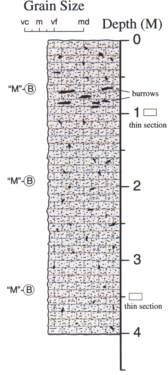 Labelled sketch of core showing bedding and other features