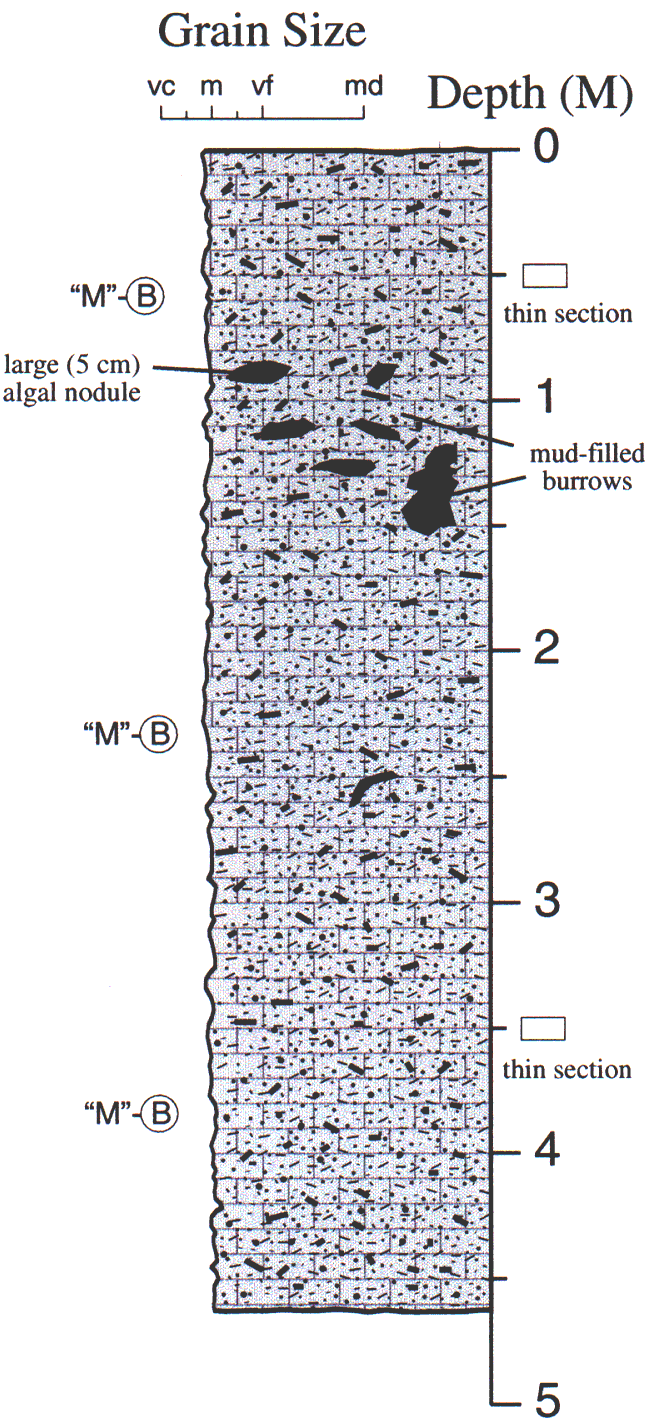 Labelled sketch of core showing bedding and other features