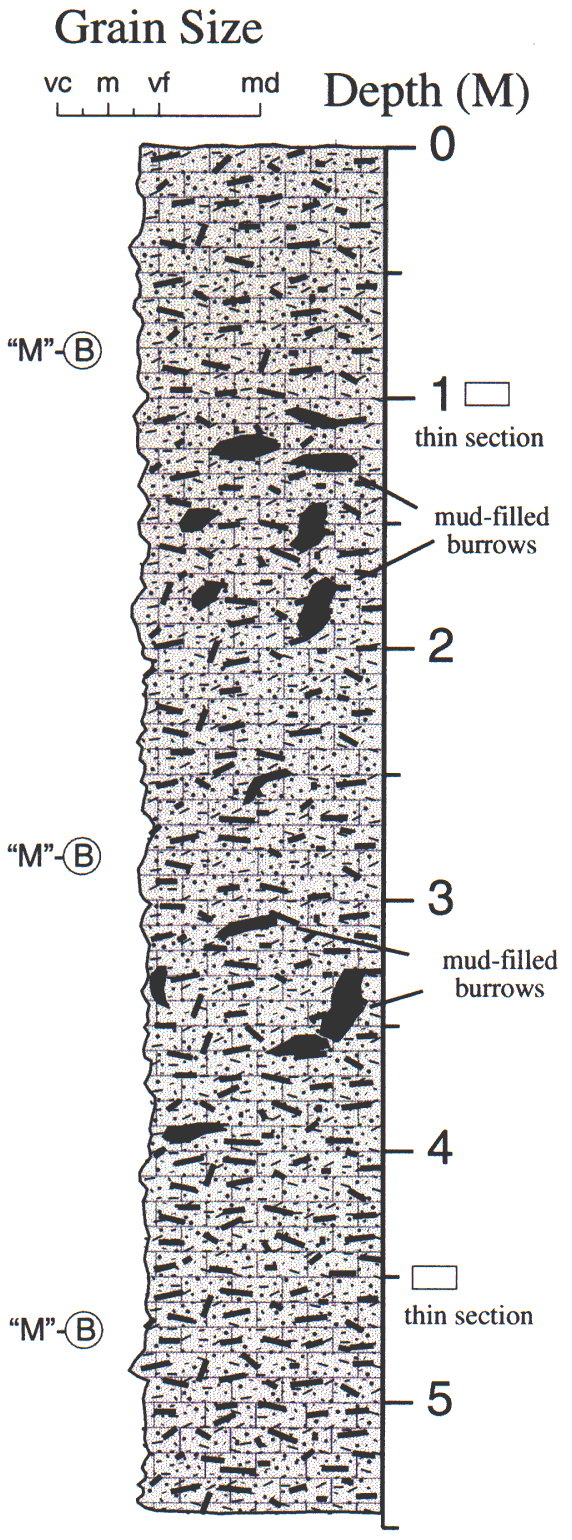 Labelled sketch of core showing bedding and other features