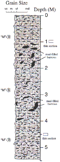 Labelled sketch of core showing bedding and other features